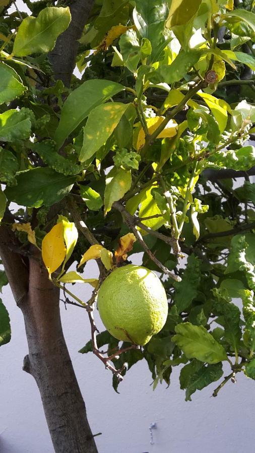 Lemon Tree Cottage Edgemead Kültér fotó